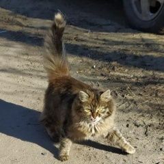 Подробнее об объявлении «Нижний Новгород Пропала кошка» Фото: пропала кошка  «Нижний Новгород Пропала кошка» в г. Нижний Новгород