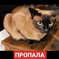 Подробнее об объявлении «Пропала кошка Щелково» Фото: пропала кошка Бурма «Пропала кошка Щелково» в г. Щелково