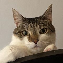 Подробнее об объявлении «Пропал кот помогите найти Тюмень» Фото: пропала кошка  «Пропал кот помогите найти Тюмень» в г. Тюмень