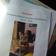 Подробнее об объявлении «Адлер Пропал кот» Фото: пропала кошка  «Адлер Пропал кот» в г. Адлер