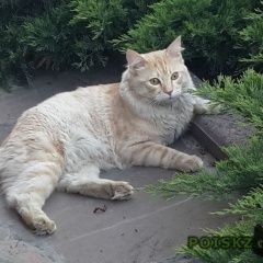 Подробнее об объявлении «Пропал кот Новосибирск» Фото: пропала кошка  «Пропал кот Новосибирск» в г. Новосибирск