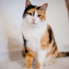 Подробнее об объявлении «Пропала кошка трехцветная кошечка Армавир» Фото: пропала кошка  «Пропала кошка трехцветная кошечка Армавир» в г. Армавир