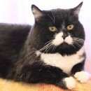 Подробнее об объявлении «Омск Пропал кот» Фото: пропала кошка  «Омск Пропал кот» в г. Омск