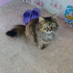 Подробнее об объявлении «Пропала кошка муся Оренбург» Фото: пропала кошка  «Пропала кошка муся Оренбург» в г. Оренбург
