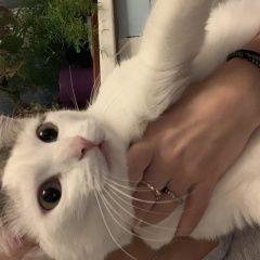 Подробнее об объявлении «Москва Пропала кошка» Фото: пропала кошка  «Москва Пропала кошка» в г. Москва
