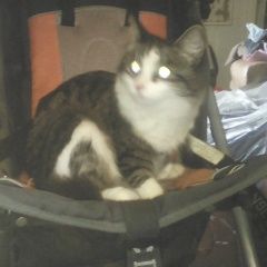 Подробнее об объявлении «Ангарск Пропала кошка» Фото: пропала кошка  «Ангарск Пропала кошка» в г. Ангарск