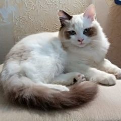 Подробнее об объявлении «Пропала кошка Звенигород» Фото: пропала кошка  «Пропала кошка Звенигород» в г. Звенигород