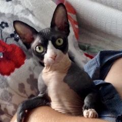Подробнее об объявлении «Чехов Пропал кот» Фото: пропала кошка Канадский сфинкс «Чехов Пропал кот» в г. Чехов