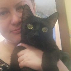 Подробнее об объявлении «Нижний Новгород Пропал кот» Фото: пропала кошка  «Нижний Новгород Пропал кот» в г. Нижний Новгород