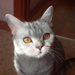 Подробнее об объявлении «Москва Пропала кошка шотландской породы» Фото: пропала кошка  «Москва Пропала кошка шотландской породы» в г. Москва