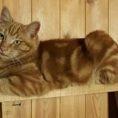 Подробнее об объявлении «Владивосток Пропал кот» Фото: пропала кошка  «Владивосток Пропал кот» в г. Владивосток