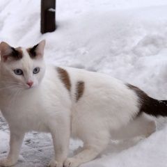Подробнее об объявлении «Екатеринбург Пропал кот» Фото: пропала кошка  «Екатеринбург Пропал кот» в г. Екатеринбург