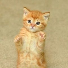 Подробнее об объявлении «Москва Пропала кошка крик в пустоту» Фото: пропала кошка  «Москва Пропала кошка крик в пустоту» в г. Москва