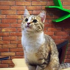 Подробнее об объявлении «Москва Пропала кошка коптево» Фото: пропала кошка  «Москва Пропала кошка коптево» в г. Москва