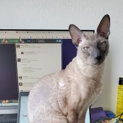 Подробнее об объявлении «Пропал кот корниш-рекс Королев» Фото: пропала кошка Корниш-рекс «Пропал кот корниш-рекс Королев» в г. Королев