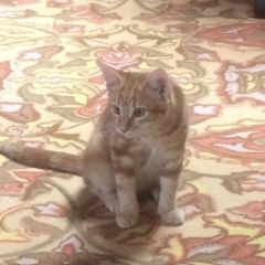 Подробнее об объявлении «Лобня Пропала кошка озерецкое» Фото: пропала кошка  «Лобня Пропала кошка озерецкое» в г. Лобня