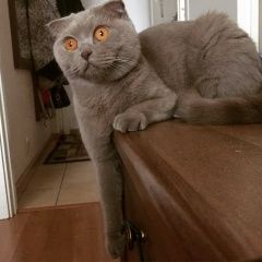 Подробнее об объявлении «Пропала кошка Москва» Фото: пропала кошка Шотландская вислоухая «Пропала кошка Москва» в г. Москва