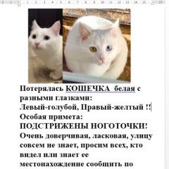 Подробнее об объявлении «Пропала кошка белая с разными глазами Ставрополь» Фото: пропала кошка  «Пропала кошка белая с разными глазами Ставрополь» в г. Ставрополь