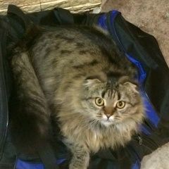 Подробнее об объявлении «Нижний Новгород Пропала кошка» Фото: пропала кошка  «Нижний Новгород Пропала кошка» в г. Нижний Новгород