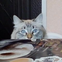 Подробнее об объявлении «Пропал кот Астрахань» Фото: пропала кошка  «Пропал кот Астрахань» в г. Астрахань