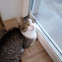 Подробнее об объявлении «Пропал кот Троицк» Фото: пропала кошка  «Пропал кот Троицк» в г. Троицк