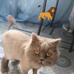 Подробнее об объявлении «Пропал кот Подольск» Фото: пропала кошка Британская длинношерстная «Пропал кот Подольск» в г. Подольск