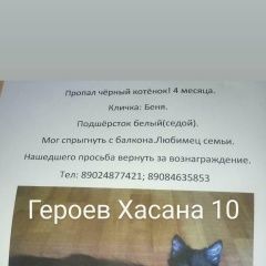 Подробнее об объявлении «Владивосток Пропал котёнок» Фото: пропала кошка  «Владивосток Пропал котёнок» в г. Владивосток