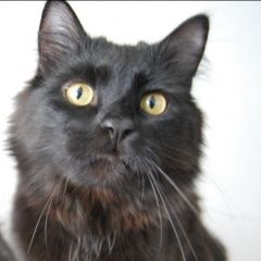 Подробнее об объявлении «Пропал кот чёрный кот Оренбург» Фото: пропала кошка  «Пропал кот чёрный кот Оренбург» в г. Оренбург