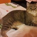 Подробнее об объявлении «Пропала кошка кот    Краснодар» Фото: пропала кошка  «Пропала кошка кот    Краснодар» в г. Краснодар