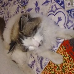 Подробнее об объявлении «Калининград (Кенигсберг) Пропал кот» Фото: пропала кошка  «Калининград (Кенигсберг) Пропал кот» в г. Калининград (Кенигсберг)
