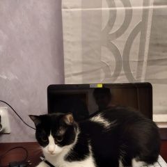 Подробнее об объявлении «Пропала кошка домашняя Краснодар» Фото: пропала кошка  «Пропала кошка домашняя Краснодар» в г. Краснодар