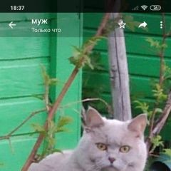 Подробнее об объявлении «Пропала кошка тимоново. снт «заря» Солнечногорск» Фото: пропала кошка  «Пропала кошка тимоново. снт «заря» Солнечногорск» в г. Солнечногорск