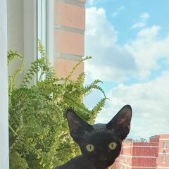 Подробнее об объявлении «Видное Пропал котенок» Фото: пропала кошка Девон-рекс «Видное Пропал котенок» в г. Видное