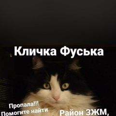 Подробнее об объявлении «Пропала кошка Ростов-на-Дону» Фото: пропала кошка  «Пропала кошка Ростов-на-Дону» в г. Ростов-на-Дону