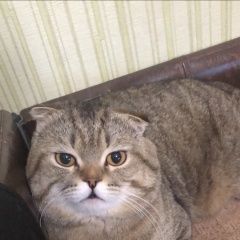Подробнее об объявлении «Пропал кот вислоухий шотландец Самара» Фото: пропала кошка Британская короткошерстная «Пропал кот вислоухий шотландец Самара» в г. Самара
