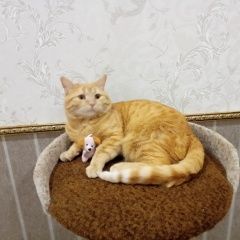 Подробнее об объявлении «Пропал кот  Астрахань» Фото: пропала кошка  «Пропал кот  Астрахань» в г. Астрахань