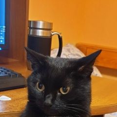 Подробнее об объявлении «Пропала кошка чёрная кошка на нарановича Томск» Фото: пропала кошка  «Пропала кошка чёрная кошка на нарановича Томск» в г. Томск