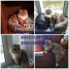 Подробнее об объявлении «Пропал кот Смоленск» Фото: пропала кошка  «Пропал кот Смоленск» в г. Смоленск