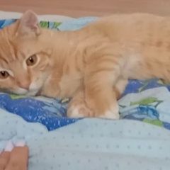 Подробнее об объявлении «Чехов Пропал кот рыжий кот г.» Фото: пропала кошка  «Чехов Пропал кот рыжий кот г.» в г. Чехов