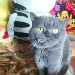 Подробнее об объявлении «Пропал кот Барнаул» Фото: пропала кошка Британская короткошерстная кошка «Пропал кот Барнаул» в г. Барнаул