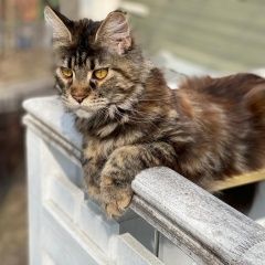 Подробнее об объявлении «Пропала кошка муся, муля. мейнкун, девочка около года Жуковка» Фото: пропала кошка Мейн-кун «Пропала кошка муся, муля. мейнкун, девочка...» в г. Жуковка