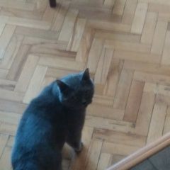 Подробнее об объявлении «Апрелевка Пропала кошка» Фото: пропала кошка Британская короткошерстная «Апрелевка Пропала кошка» в г. Апрелевка