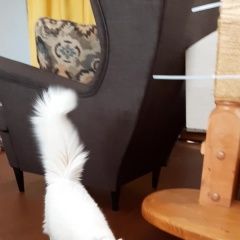 Подробнее об объявлении «Пропала кошка Софрино» Фото: пропала кошка  «Пропала кошка Софрино» в г. Софрино