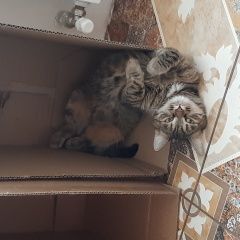Подробнее об объявлении «Нижний Новгород Пропала кошка небольшая кошечка п.новинки стрижи» Фото: пропала кошка  «Нижний Новгород Пропала кошка небольшая кошечка...» в г. Нижний Новгород