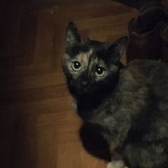 Подробнее об объявлении «Чехов Пропала кошка домашняя, пугливая» Фото: пропала кошка  «Чехов Пропала кошка домашняя, пугливая» в г. Чехов