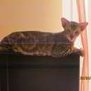 Подробнее об объявлении «Пропал кот Щербинка» Фото: пропала кошка Ориентальная (восточная короткошерстная) «Пропал кот Щербинка» в г. Щербинка