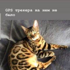 Подробнее об объявлении «Москва Пропал кот вознаграждение гарантируется» Фото: пропала кошка Бенгальская «Москва Пропал кот вознаграждение гарантируется» в г. Москва