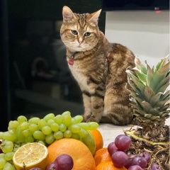 Подробнее об объявлении «Пропал кот Краснодар» Фото: пропала кошка Курильский бобтейл «Пропал кот Краснодар» в г. Краснодар