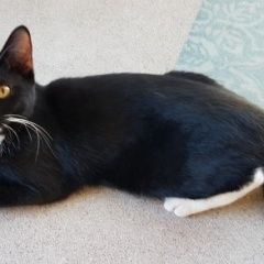 Подробнее об объявлении «Пропала кошка Оренбург» Фото: пропала кошка  «Пропала кошка Оренбург» в г. Оренбург