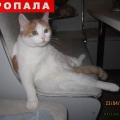 Подробнее об объявлении «Пропала кошка Томск» Фото: пропала кошка  «Пропала кошка Томск» в г. Томск